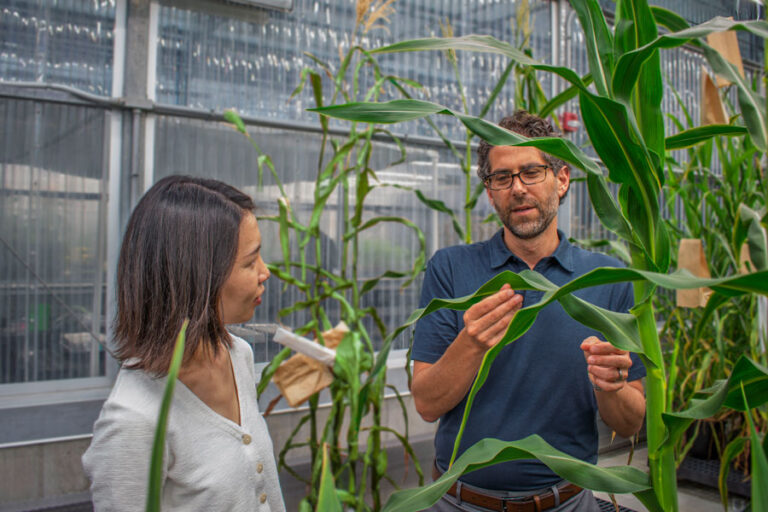 Spearhead Bio Awarded NSF Tech Transfer Grant to Accelerate Development of Improved Corn Varieties