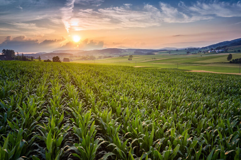 Crop genome startup Spearhead Bio receives NSF grant to create corn varieties