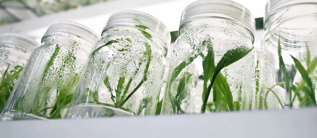 Rows of crop seedlings growing in glass tissue-culture jars under lab lights