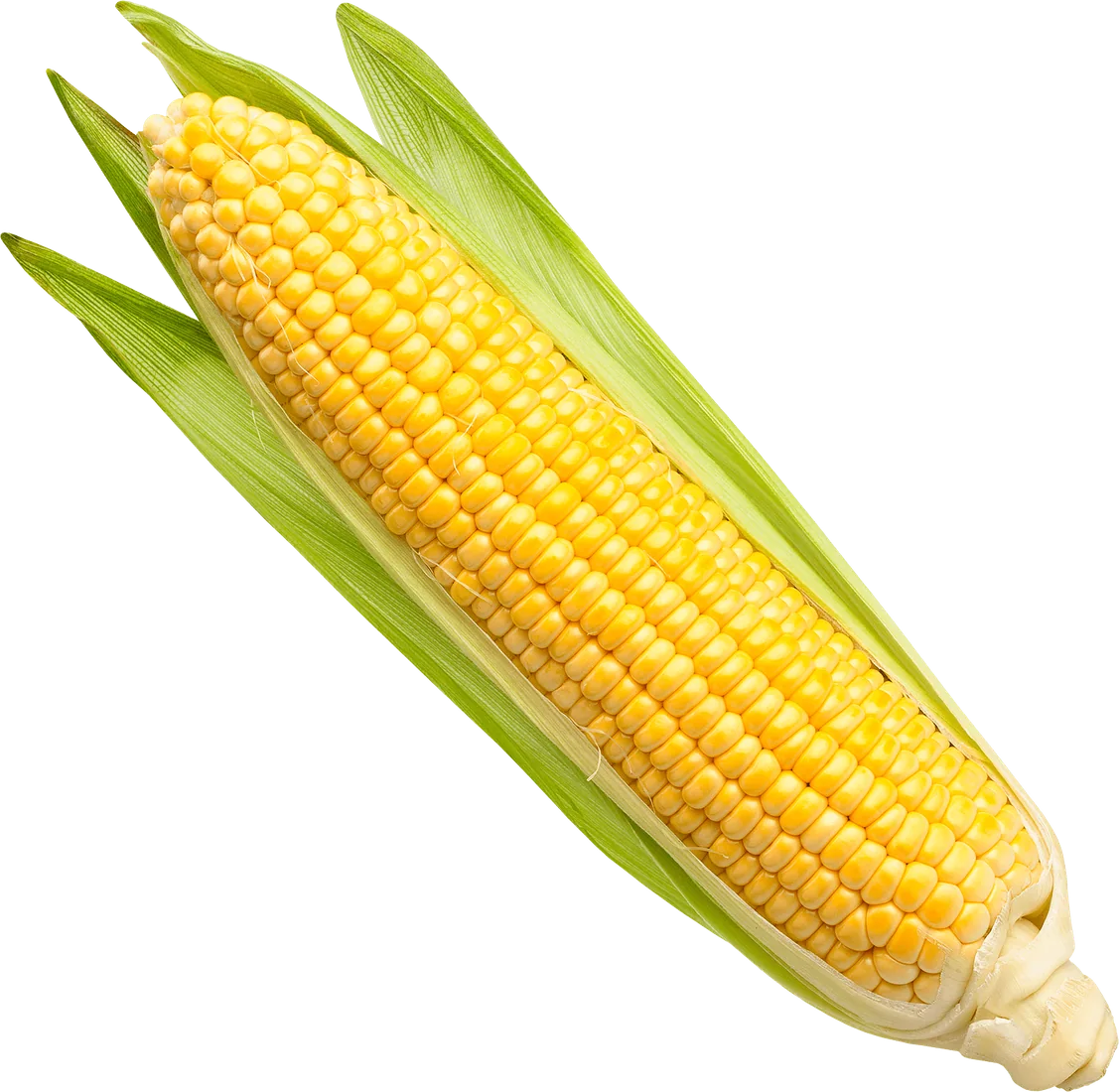 Ear of corn with husk