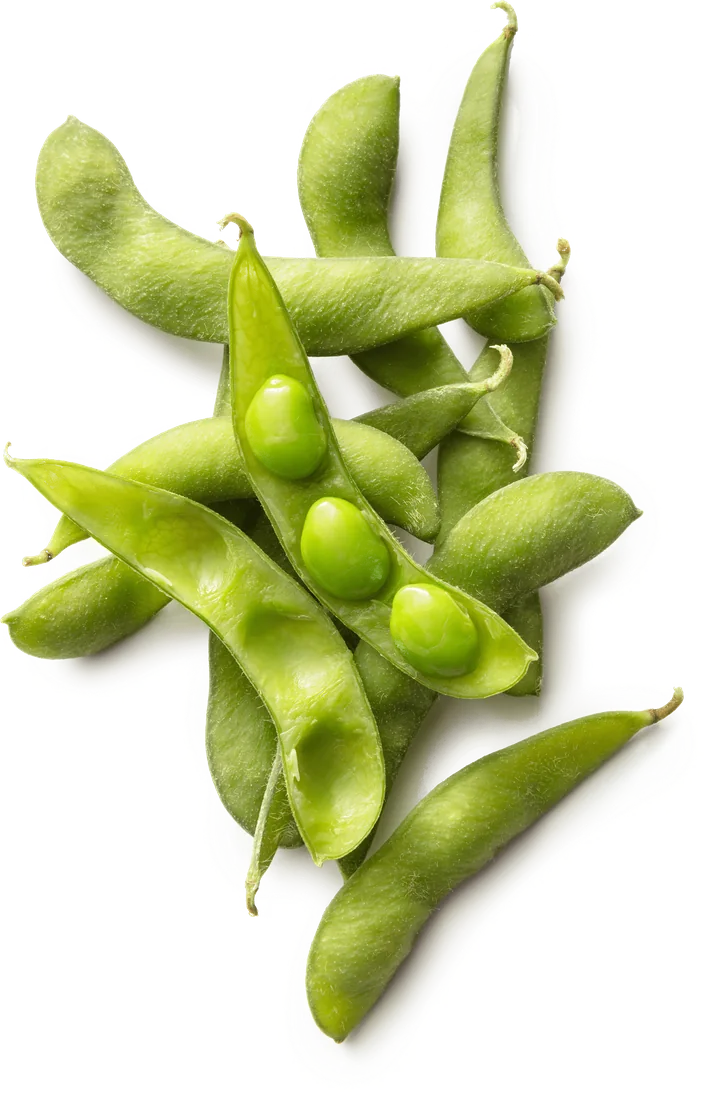 Soybean pods, one split open to show the beans