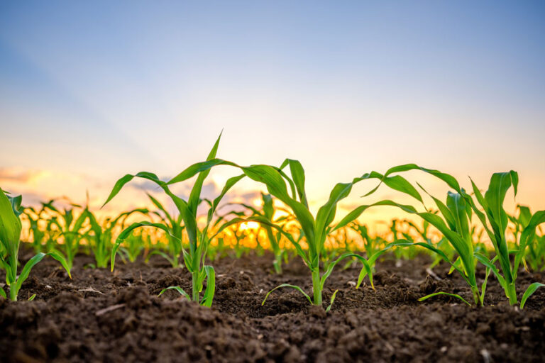 Spearhead Bio secures NSF grant to test novel gene-editing approach in corn