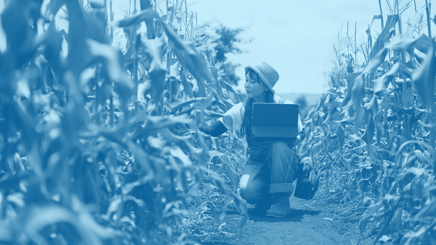 Crop researcher working in a cornfield