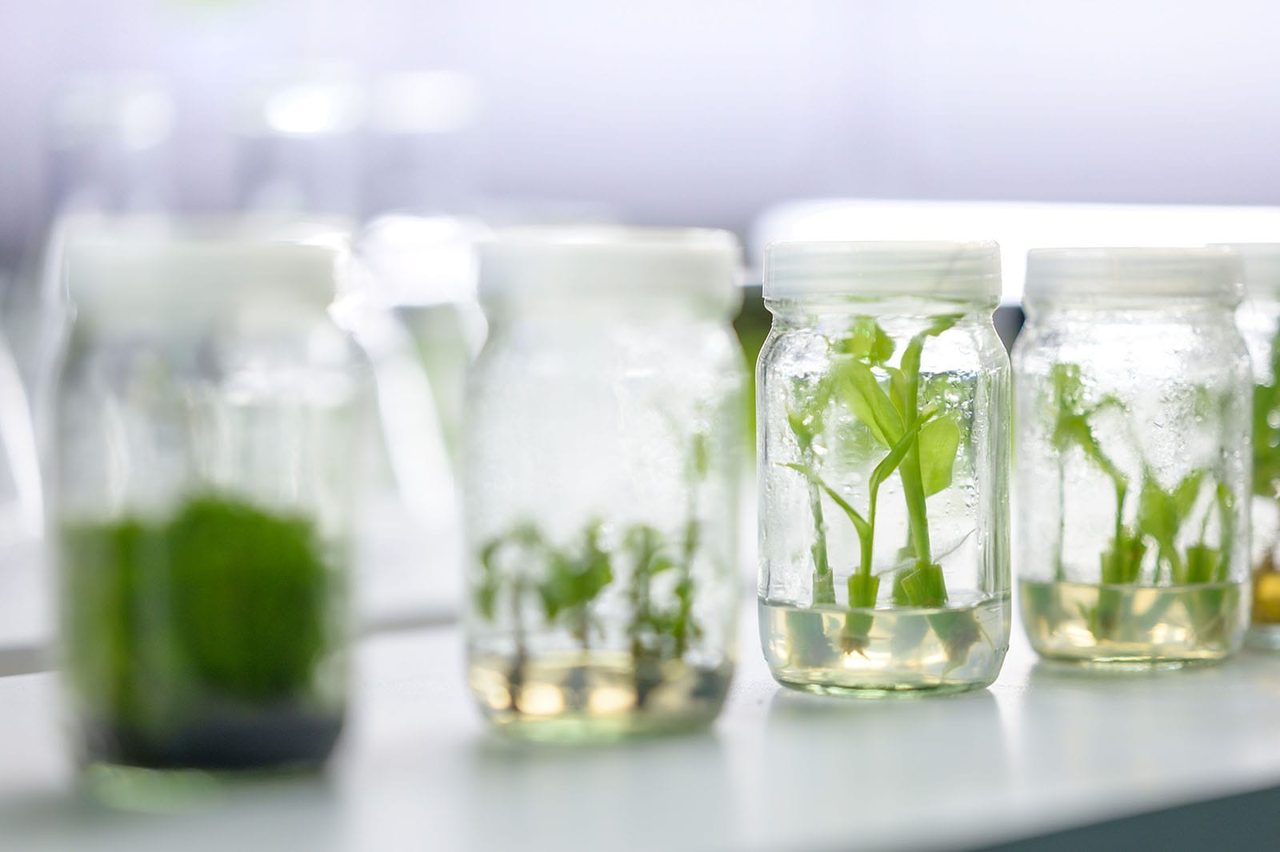 Plant tissue culture jars in a laboratory